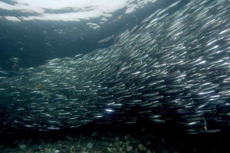 shoal-capelines-pic-1024x682.jpg