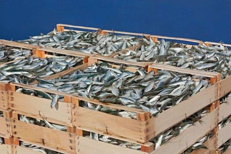 smaller-sardines-bigstock-pallet-of-sardines-768x512.jpg